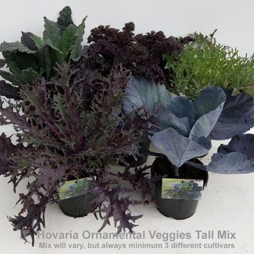 Brassica oleracea MIX