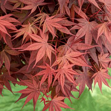 Acer palmatum 'Livy'