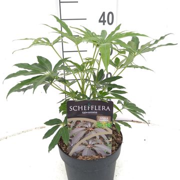 Schefflera taiwaniana