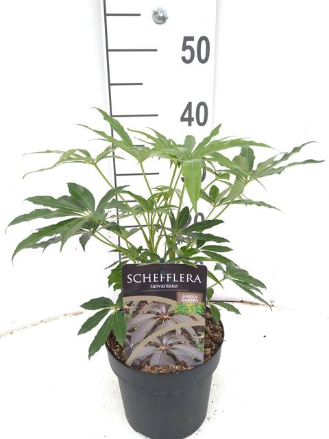 Schefflera taiwaniana