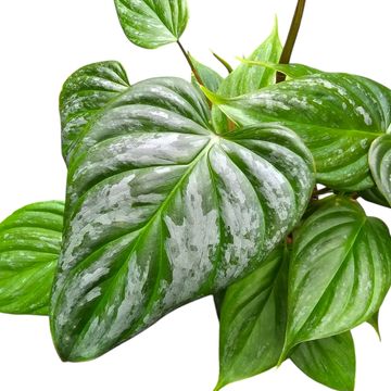 Philodendron 'Majestic'