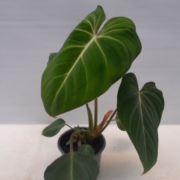 Philodendron gloriosum