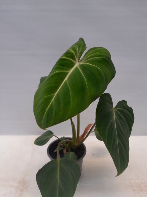 Filodendron gloriosum