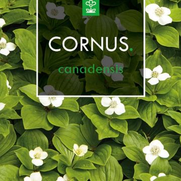 Cornus canadensis