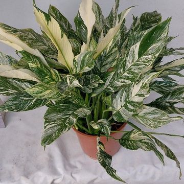 Spathiphyllum DIAMOND