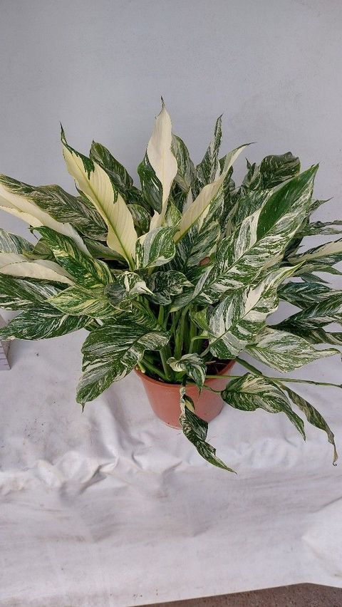 Spathiphyllum DIAMOND
