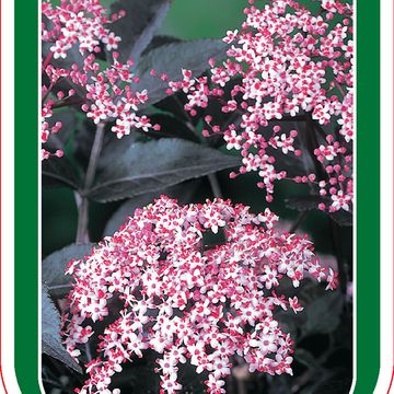 Sambucus nigra BLACK BEAUTY