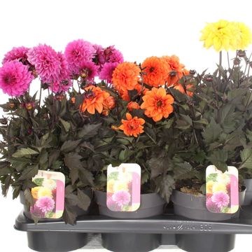 Dahlia GARDENETTA MIX