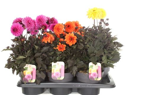 Dahlia GARDENETTA MIX