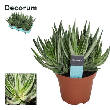 x Gasteraloe 'Variegata'