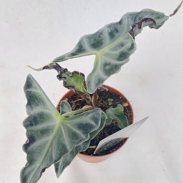 Alocasia 'Loco'