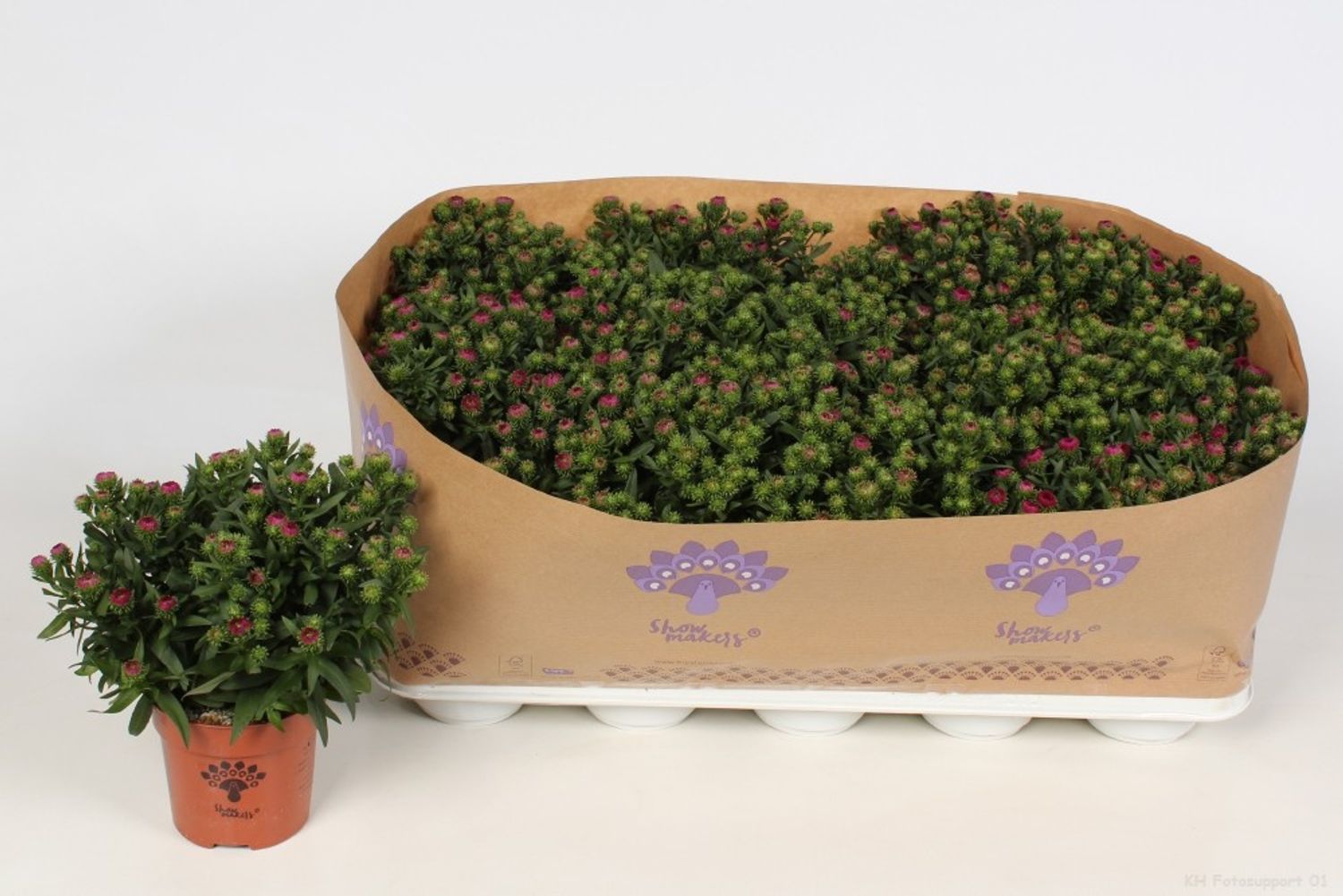 Aster MYSTERY LADY MAGGIE — Plant Wholesale FlorAccess