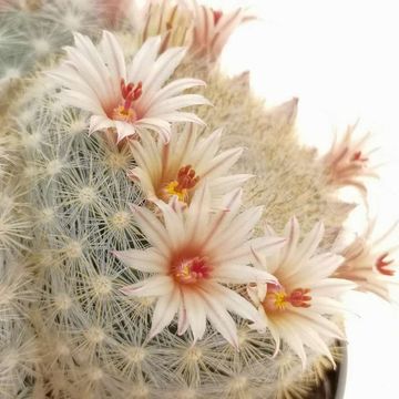Mammillaria candida