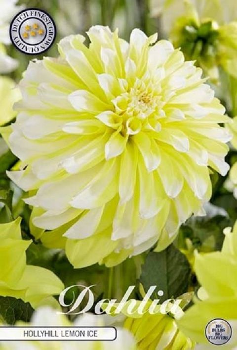 Dahlia 'Hollyhill Lemon Ice'