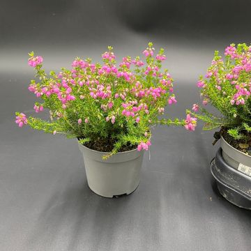 Erica cinerea