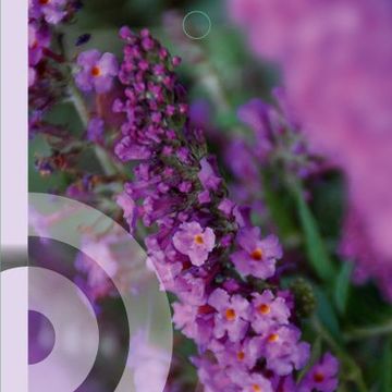 Buddleja FREE PETITE DARK PINK