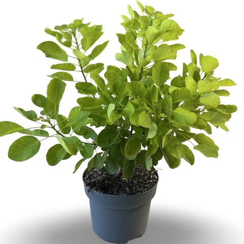 Cotinus coggygria GOLDEN LADY