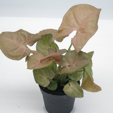 Syngonium 'Red Heart'