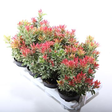 Pieris japonica 'Carnaval'