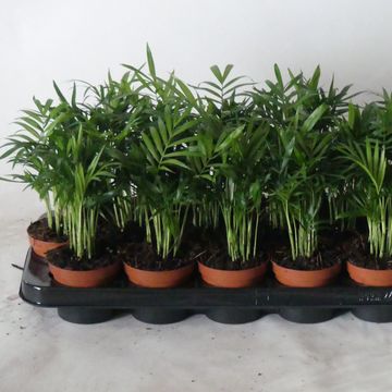 Chamaedorea elegans
