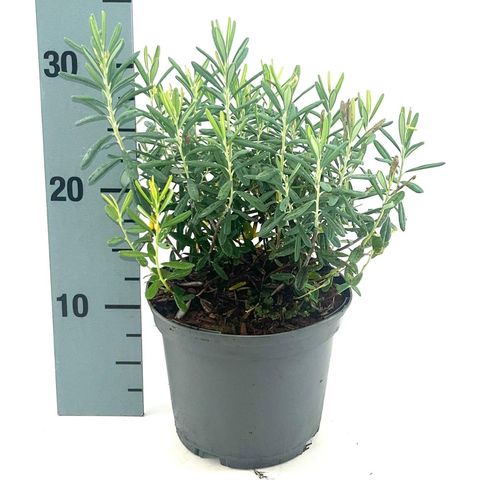 Andromeda polifolia 'Blue Ice'