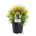 Thuja occidentalis 'Golden Globe'