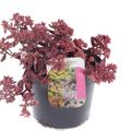 Sedum SUNSPARKLER WILDFIRE