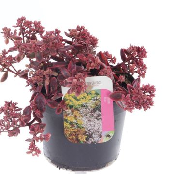 Sedum SUNSPARKLER WILDFIRE