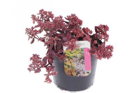 Sedum SUNSPARKLER WILDFIRE