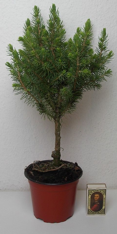 Picea glauca 'Conica'