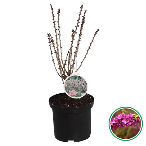 Daphne mezereum 'Rubra'