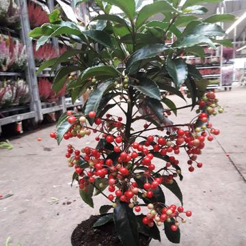 Ardisia crenata