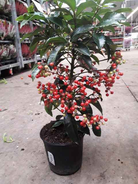 Ardisia crenata