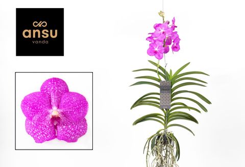 Vanda NITAYA CANDY PINK