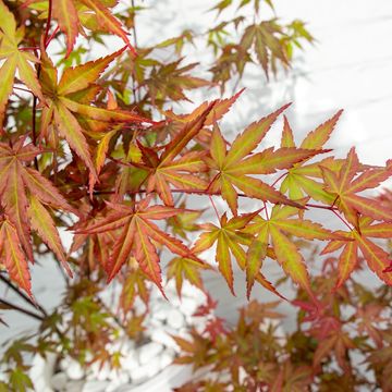Acer palmatum 'Redwine'