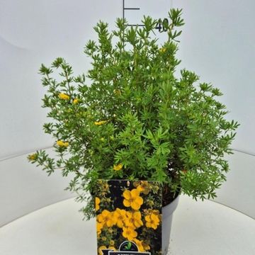 Potentilla fruticosa 'Goldfinger'
