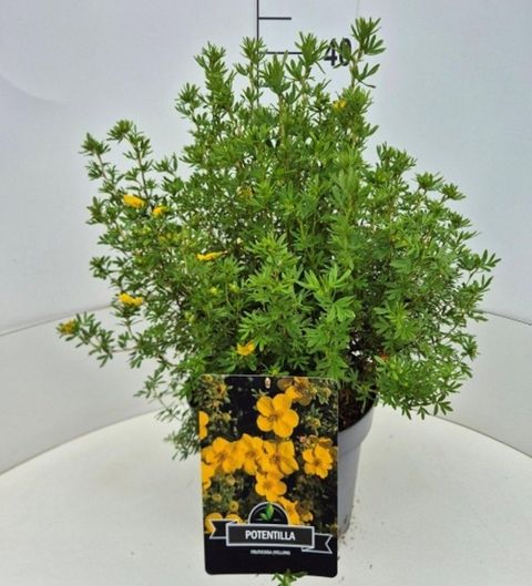 Potentilla fruticosa 'Goldfinger'