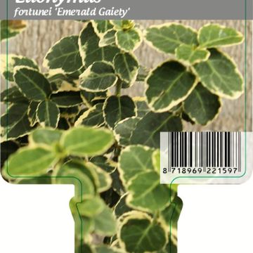 Euonymus fortunei 'Emerald Gaiety'
