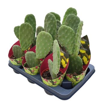 Opuntia tomentosa