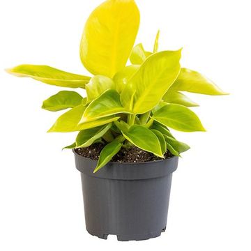 Philodendron pedatum 'Moonshine'