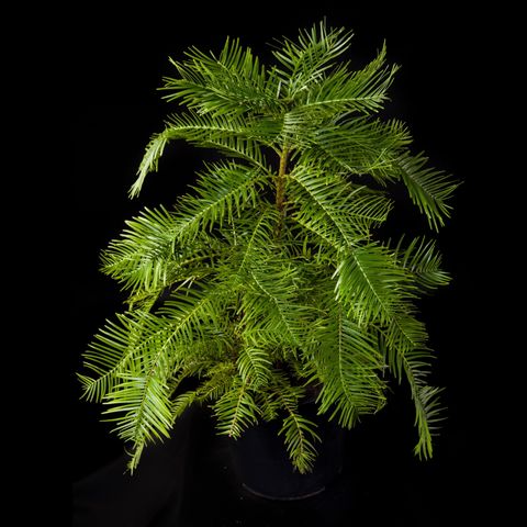 Wollemia nobilis