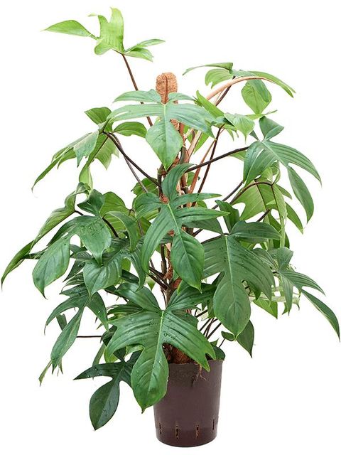 Philodendron erubescens 'Lancianum'