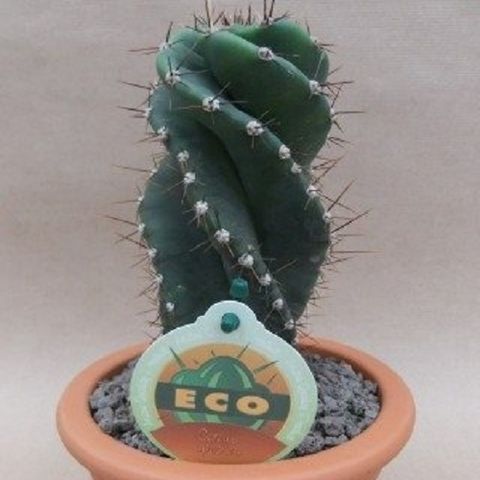 Cereus jamacaru 'Spiralis' (John De Wilde bvba)