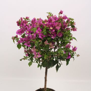 Bougainvillea 'Alexandra'