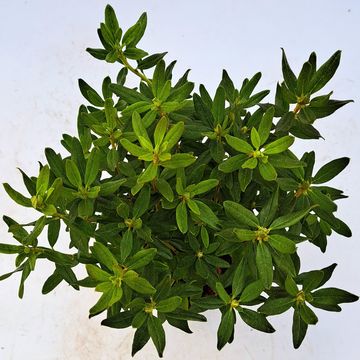 Rhododendron 'Night Sky'