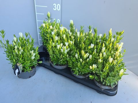 Gentiana 'Diana Alba'