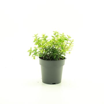 Pittosporum tenuifolium 'Golf Ball'