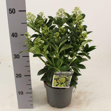 Skimmia japonica 'Fragrant Cloud'