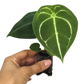 Anthurium forgetii