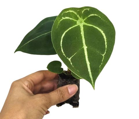 Anthurium forgetii